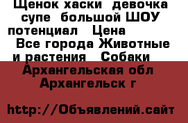 Щенок хаски, девочка супе, большой ШОУ потенциал › Цена ­ 50 000 - Все города Животные и растения » Собаки   . Архангельская обл.,Архангельск г.